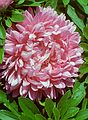 August 22, 1984 - Cape Tormentine? New Brunswick, Canada.<br />Flowers at the ferry terminal?