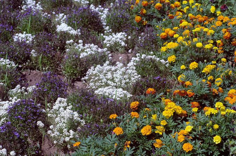 August 22, 1984 - Cape Tormentine? New Brunswick, Canada.<br />Flowers at the ferry terminal?