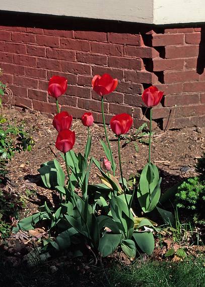 May 5, 1985 - Merrimac, Massachusetts.<br />Tulips at the street/driveway corner of the house.