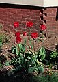 May 5, 1985 - Merrimac, Massachusetts.<br />Tulips at the street/driveway corner of the house.