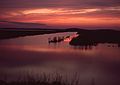 May 20, 1985 - Parker River National Wildlife Refuge, Plum Island, Massachusetts.<br />View from tower at Hell Cat Swamp.
