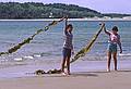May 5, 1985 - Sandy Point State Reservation, Plum Islnad, Massachusetts.<br />Eric and Melody and sea weed in the breeze.