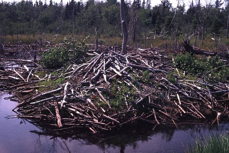 August 4-18, 1985 - Kouchibouguac National Park, New Brunswick, Canada.<br />A beaver lodge.