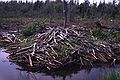 August 4-18, 1985 - Kouchibouguac National Park, New Brunswick, Canada.<br />A beaver lodge.