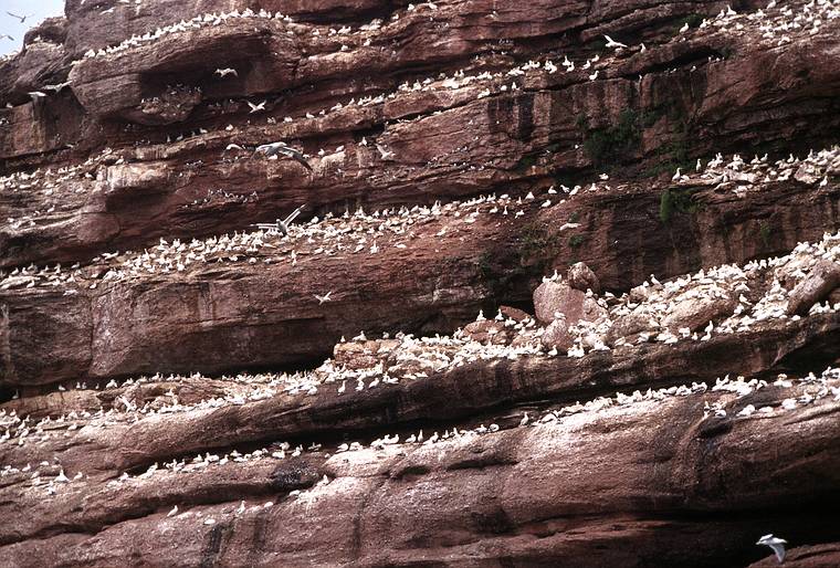 August 4-18, 1985 - Bonaventure Island off Perc, Quebec, Canada.<br />Gannets and other birds on the cliffs of the island.