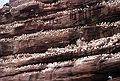August 4-18, 1985 - Bonaventure Island off Perc, Quebec, Canada.<br />Gannets and other birds on the cliffs of the island.