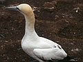 August 4-18, 1985 - Bonaventure Island off Perc, Quebec, Canada.<br />One of the 50,000 gannets that nest on the island.