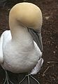 August 4-18, 1985 - Bonaventure Island off Perc, Quebec, Canada.<br />Another gannet.