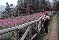 August 4-18, 1985 - Bonaventure Island off Perc, Quebec, Canada.<br />Joyce and fireweed.