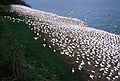 August 4-18, 1985 - Bonaventure Island off Perc, Quebec, Canada.<br />50,000 gannets nest on the island.