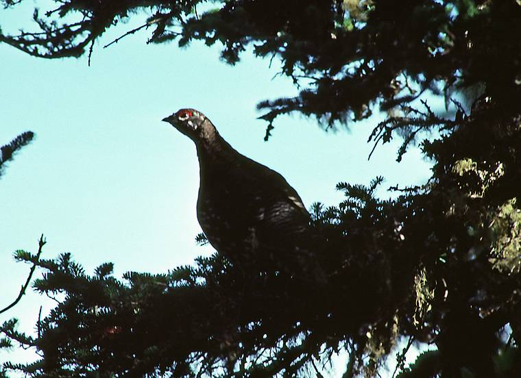 August 4-18, 1985 - , Gasp Peninsula, Quebec, Canada.<br />Gaspesie Provincial Park.<br />Spruce grouse