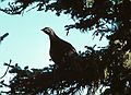 August 4-18, 1985 - , Gasp Peninsula, Quebec, Canada.<br />Gaspesie Provincial Park.<br />Spruce grouse