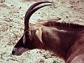Sable antelope?<br />July 22, 1986 - At the Denver Zoo, Colorado.
