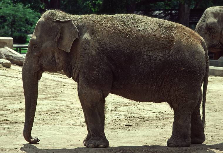 Elephant.<br />July 22, 1986 - At the Denver Zoo, Colorado.