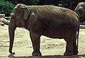 Elephant.<br />July 22, 1986 - At the Denver Zoo, Colorado.