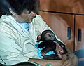 Baby chimpanzee?<br />July 22, 1986 - At the Denver Zoo, Colorado.