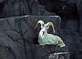 Mountain goat?<br />July 22, 1986 - At the Denver Zoo, Colorado.