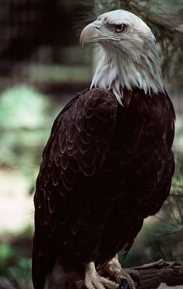 Bald eagle.<br />July 22, 1986 - At the Denver Zoo, Colorado.