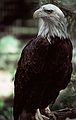 Bald eagle.<br />July 22, 1986 - At the Denver Zoo, Colorado.