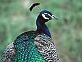 Peacock.<br />July 22, 1986 - At the Denver Zoo, Colorado.
