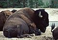 Buffalo.<br />July 22, 1986 - At the Denver Zoo, Colorado.