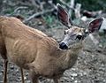 Mule deer.<br />July 23, 1986 - Rocky Mountain National Park, Colorado.