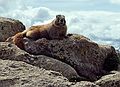 Marmot at Forest Canyon overlook.<br />July 23, 1986 - Rocky Mountain National Park, Colorado.