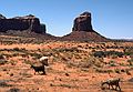 July 28, 1986 - Monument Valley, Arizona/Utah.<br />Goats.
