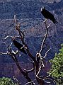 July 29, 1986 - South Rim of the Grand Canyon.<br />Ravens.