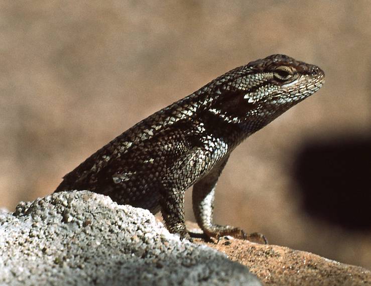 July 30, 1986 - South Rim of the Grand Canyon.<br />Lizard at Tusayan Ruins.