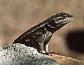 July 30, 1986 - South Rim of the Grand Canyon.<br />Lizard at Tusayan Ruins.