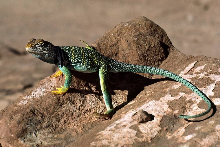 July 30, 1986 - Canyon the Chelly National Monument, Arizona.<br />Lizard.