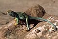 July 30, 1986 - Canyon the Chelly National Monument, Arizona.<br />Lizard.