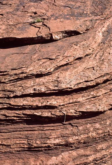 July 31, 1986 - Canyon de Chelly National Monument, Arizona.<br />A snake climbing the canyon wall.