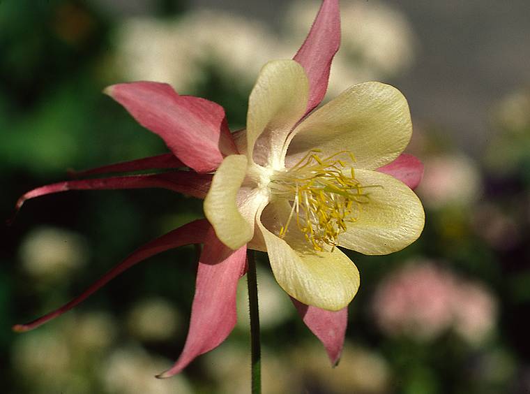 August 1, 1986 - Between Durango and Ouray, Colorado.<br />Columbine, Colorado's state flower.