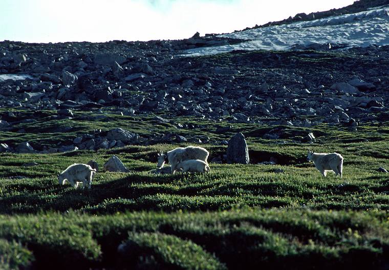 August 4, 1986 - Ride up Mt. Evans (4346m=14258'), Colorado.<br />Mountain goats.