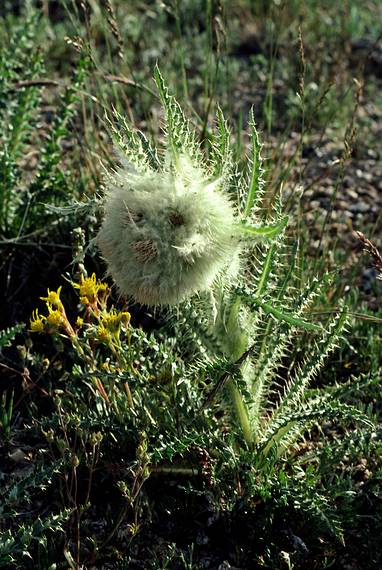 August 4, 1986 - Ride up Mt. Evans (4346m=14258'), Colorado.<br />A weird plant.