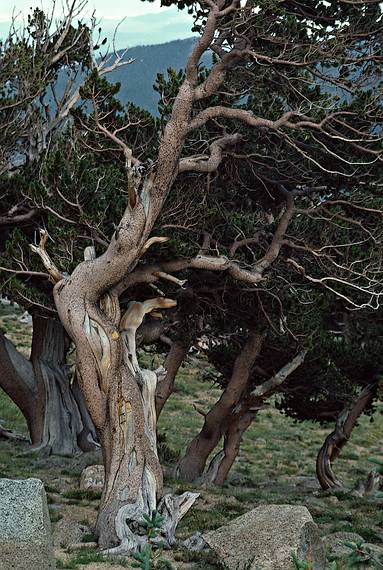 August 4, 1986 - Ride up Mt. Evans (4346m=14258'), Colorado.<br />Old bristle cone pine.