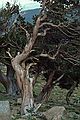 August 4, 1986 - Ride up Mt. Evans (4346m=14258'), Colorado.<br />Old bristle cone pine.