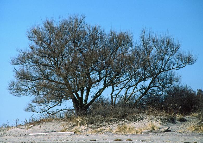Feb. 7, 1987 - Sandy Point State Reservation, Plum Island, Massachusetts.<br />First shot of the eventually beached tree (sometime in 2005)?