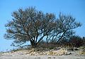 Feb. 7, 1987 - Sandy Point State Reservation, Plum Island, Massachusetts.<br />First shot of the eventually beached tree (sometime in 2005)?