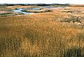 Feb. 7, 1987 - Parker River National Wildlife Refuge, Plum Island, Massachusetts.<br />View from tower across parking lot #7.