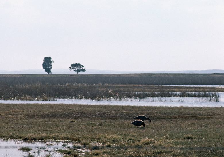 April 1987 - Parker River National Wildlife Refuge, Plum Island, Massachusetts.