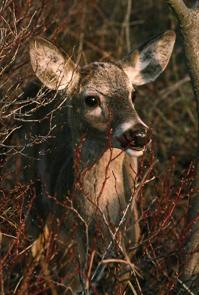 April 1987 - Parker River National Wildlife Refuge, Plum Island, Massachusetts.