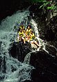 July 13, 1987 - The Forks, Maine.<br />White water rafting on the Kennebeck River with Crabapple.<br />Carl, Tom, Paul, and Norma sitting on a rock in the waterfall.