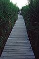 August, 1987. - Parker River National Wildlife Refuge, Plum Island, Massachusetts.<br />Joyce and Ana Sanches on marsh side boardwalk at Hellcat Swamp.