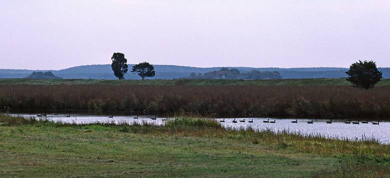Sept. 19, 1987 - Parker River National Wildlife Refuge, Plum Island, Massachusetts.