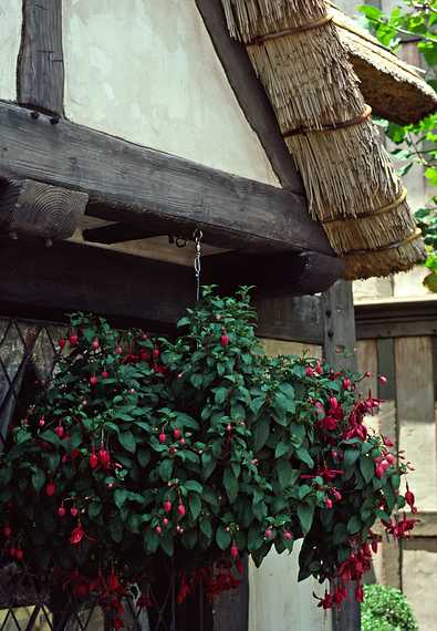 May 2, 1987 - Epcot Center at Walt Disney World in Orlando, Florida.<br />Fuchsia hanging from an English house with a thatched roof.