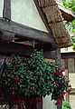 May 2, 1987 - Epcot Center at Walt Disney World in Orlando, Florida.<br />Fuchsia hanging from an English house with a thatched roof.