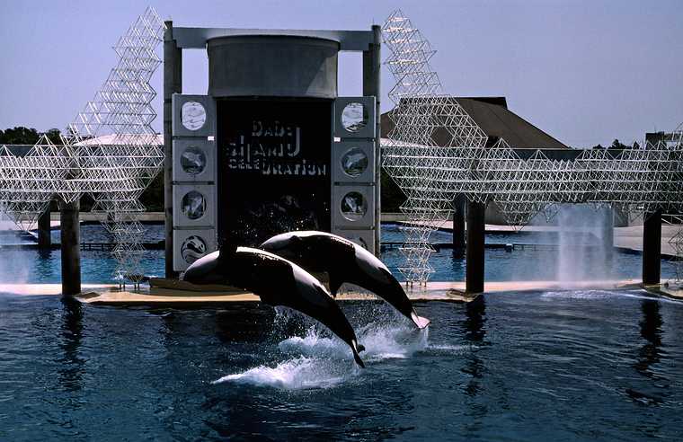 May 4, 1987 - Sea World, Orlando, Florida.<br />Orcas.